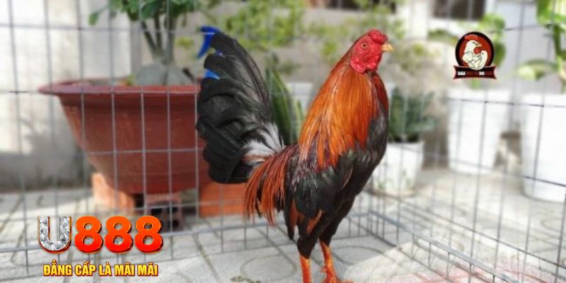 kuwin7 casino máy tính