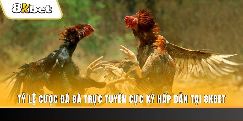kuwin7 đăng nhập phỏm trực tiếp